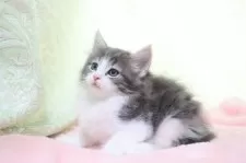 ノルウェージャンフォレストキャット【愛知県・女の子・2025年3月4日・ブルータビー&ホワイト】の写真10