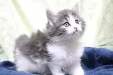 ノルウェージャンフォレストキャット【愛知県・女の子・2025年10月14日・ブルータビー&ホワイト】の写真10