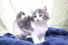 ノルウェージャンフォレストキャット【愛知県・女の子・2025年10月14日・ブルータビー&ホワイト】の写真11