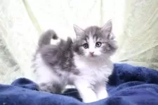 ノルウェージャンフォレストキャット【愛知県・女の子・2025年10月14日・ブルータビー&ホワイト】の写真12