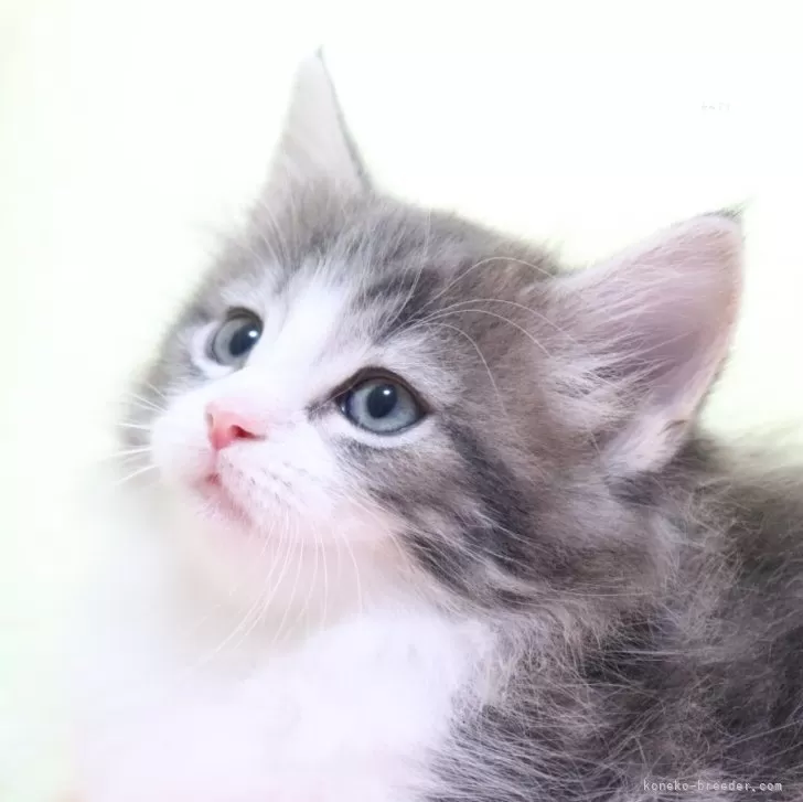 ID:2504-02866の子猫