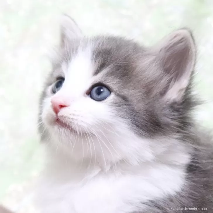 M 様のお迎えした子猫