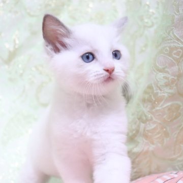 ラグドール【愛知県・男の子・2025年11月8日・ブルーポイントバイカラー（ロングヘアー）】の写真「華やかな色合いの男の子🩵
甘えん坊さん☘️」