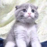 スコティッシュフォールド