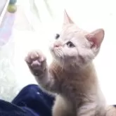 ブリティッシュショートヘア