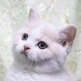 スコティッシュストレート