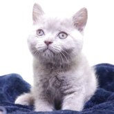 ブリティッシュショートヘア