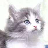 ノルウェージャンフォレストキャット