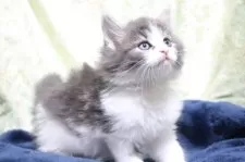 ノルウェージャンフォレストキャット【愛知県・女の子・2025年10月14日・ブルータビー&ホワイト】の写真3
