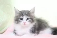 ノルウェージャンフォレストキャット【愛知県・女の子・2025年3月4日・ブルータビー&ホワイト】の写真4