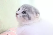 スコティッシュフォールド(折れ耳)【愛知県・女の子・2024年11月9日・ブルーパッチドタビー&ホワイト(ショート)】の写真5