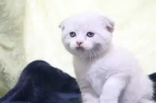 スコティッシュフォールド(折れ耳)【愛知県・男の子・2025年8月14日・ブルーリンクスポイント&ホワイト(ショート)】の写真5