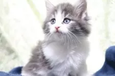 ノルウェージャンフォレストキャット【愛知県・女の子・2025年10月14日・ブルータビー&ホワイト】の写真5