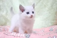 ラグドール【愛知県・女の子・2025年11月14日・ブルーポイントバイカラー】の写真7