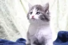 ノルウェージャンフォレストキャット【愛知県・女の子・2025年10月14日・ブルータビー&ホワイト】の写真7