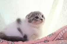 スコティッシュフォールド(折れ耳)【愛知県・女の子・2024年11月9日・ブルーパッチドタビー&ホワイト(ショート)】の写真7