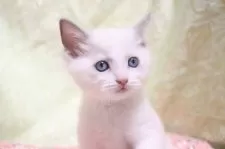 ラグドール【愛知県・男の子・2025年11月8日・ブルーポイントバイカラー】の写真8