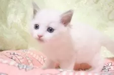 ラグドール【愛知県・女の子・2025年11月14日・ブルーポイントバイカラー】の写真8