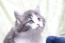 ノルウェージャンフォレストキャット【愛知県・女の子・2025年10月14日・ブルータビー&ホワイト】の写真8