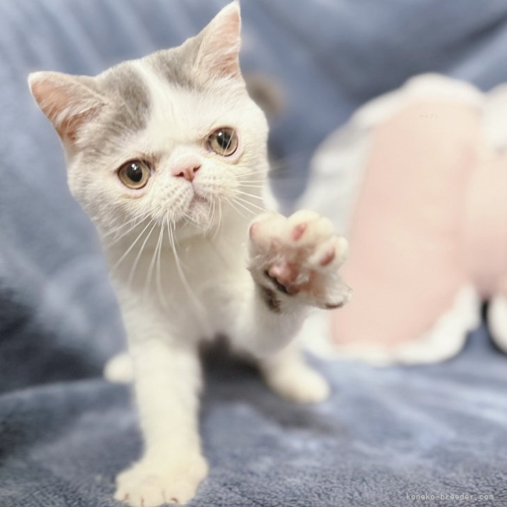 ブリーダー画像