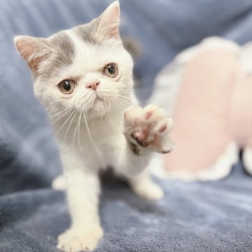 エキゾチックショートヘア【京都府・男の子・2025年7月8日・ホワイト&ブラック】の写真「元気いっぱいで甘えん坊のかわいい男の子❤️」