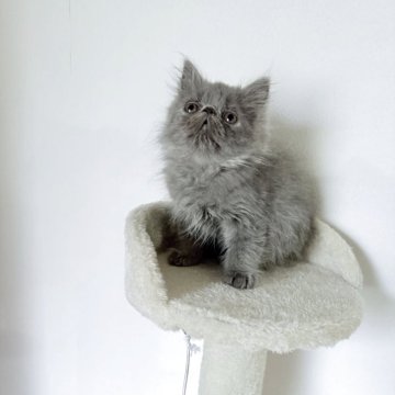 エキゾチックロングヘア【京都府・男の子・2025年8月25日・ブルー】の写真「甘えん坊の元気な男の子🐱」