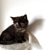 エキゾチックショートヘア