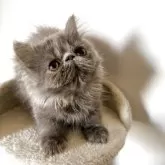 エキゾチックショートヘア