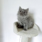 エキゾチックロングヘア