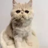 エキゾチックショートヘア