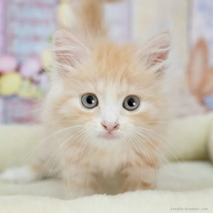 S.O 様のお迎えした子猫