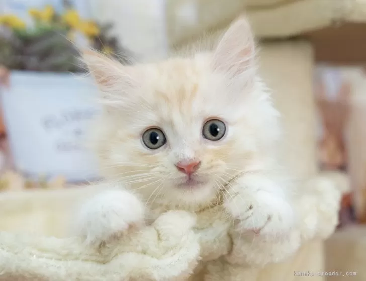 マンチカン(短足)【岐阜県・男の子・2025年7月18日・クリームタビー】の写真1「マイクロチップ・接種済みワクチン・健康診断込みの総額です🐱💉」