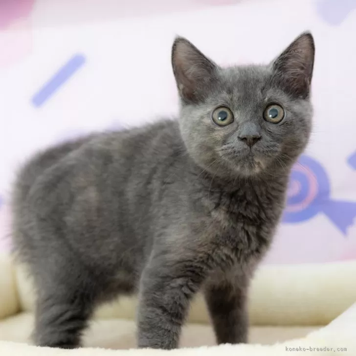 マンチカン(長足)【岐阜県・女の子・2025年5月30日・トーティ】の写真1