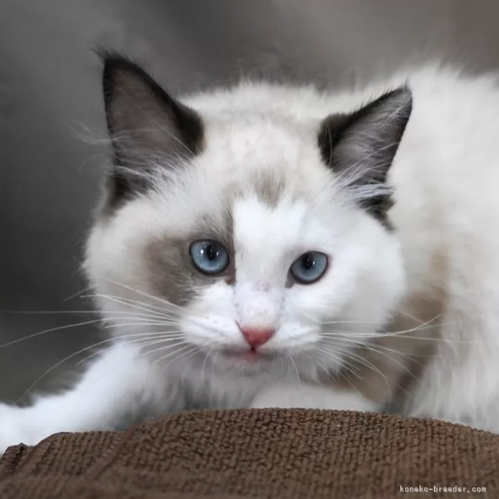 ID:2505-02339の子猫
