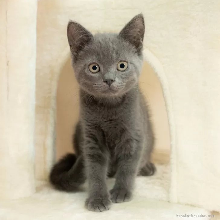 マンチカン(長足)【岐阜県・男の子・2025年5月30日・ブルータビー】の写真1