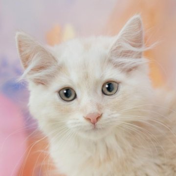 マンチカン(長足)【岐阜県・男の子・2025年6月20日・クリームタビー】の写真「総額表示！！全て込みの価格です🐱」