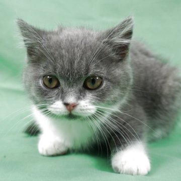マンチカン(長足)【岐阜県・男の子・2025年2月28日・ブルー&ホワイト】の写真「総額表示！！全て込みの価格です🐱」