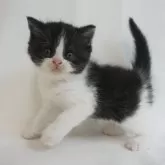 マンチカン(長足)