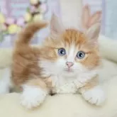 ノルウェージャンフォレストキャット