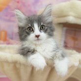 ノルウェージャンフォレストキャット