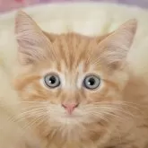 マンチカン(長足)