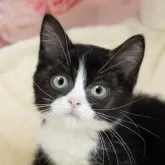 ミヌエット(長足)