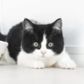 マンチカン(長足)【岐阜県・男の子・2025年2月15日・ブラック&ホワイト】の写真1