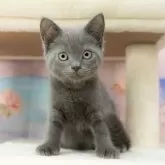 マンチカン(長足)【岐阜県・男の子・2025年5月30日・ブルータビー】の写真2