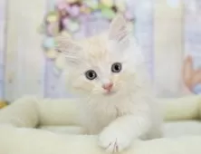 マンチカン(短足)【岐阜県・男の子・2025年7月18日・クリームタビー】の写真2「遠方の方やお忙しい方もオンラインでネコちゃんに会えます📱お気軽にお問い合わせください🌟」