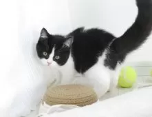 マンチカン(長足)【岐阜県・男の子・2025年2月15日・ブラック&ホワイト】の写真3