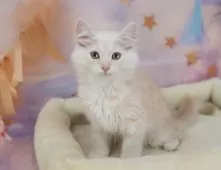 マンチカン(長足)【岐阜県・男の子・2025年6月20日・クリームタビー】の写真4