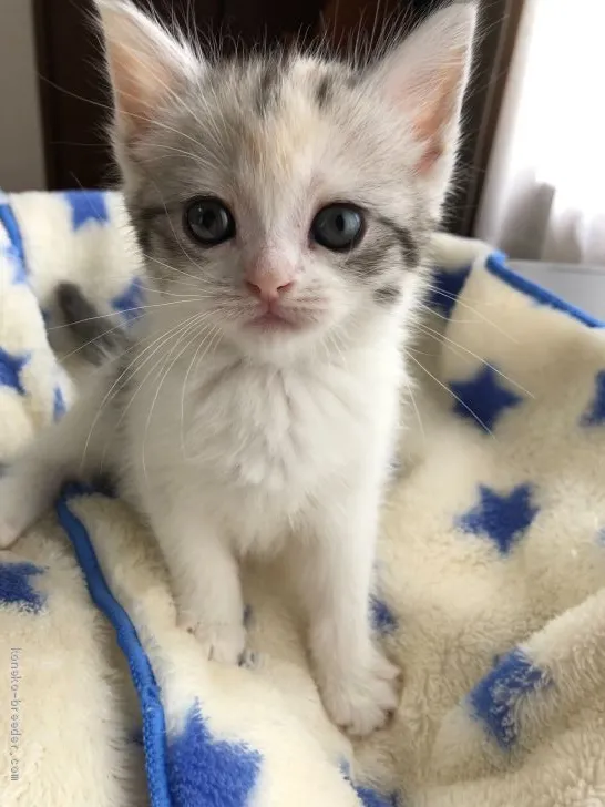 ID:2005-00348の子猫