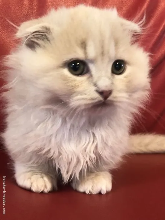 ID：2201-01055の子猫