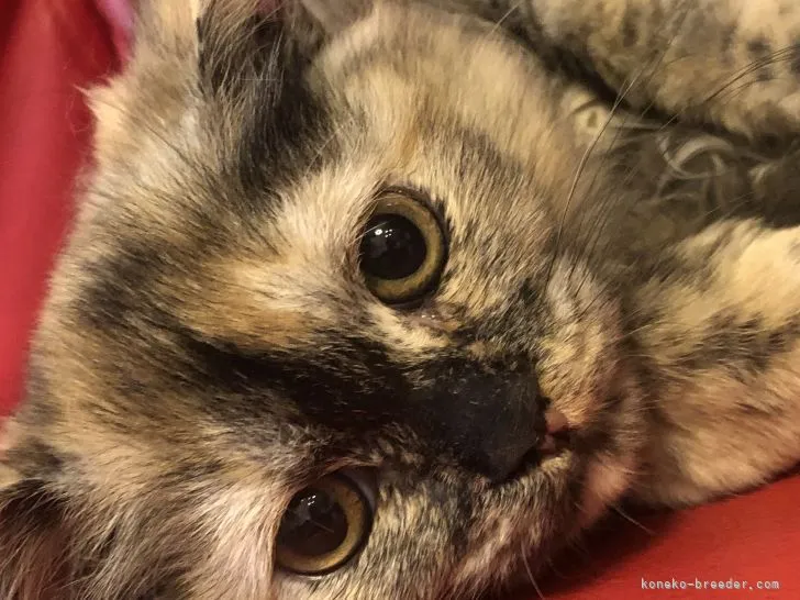 ID:2202-00465の子猫